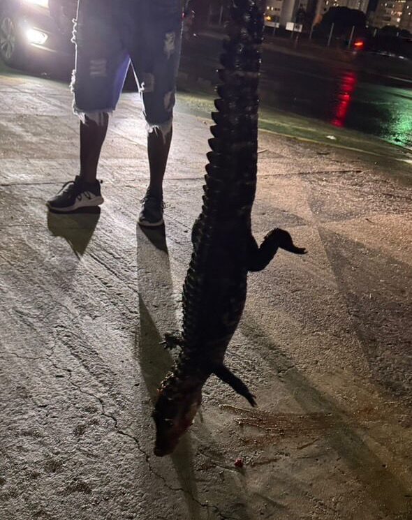 filhote de jacaré surpreende motoristas na capital mato-grossense