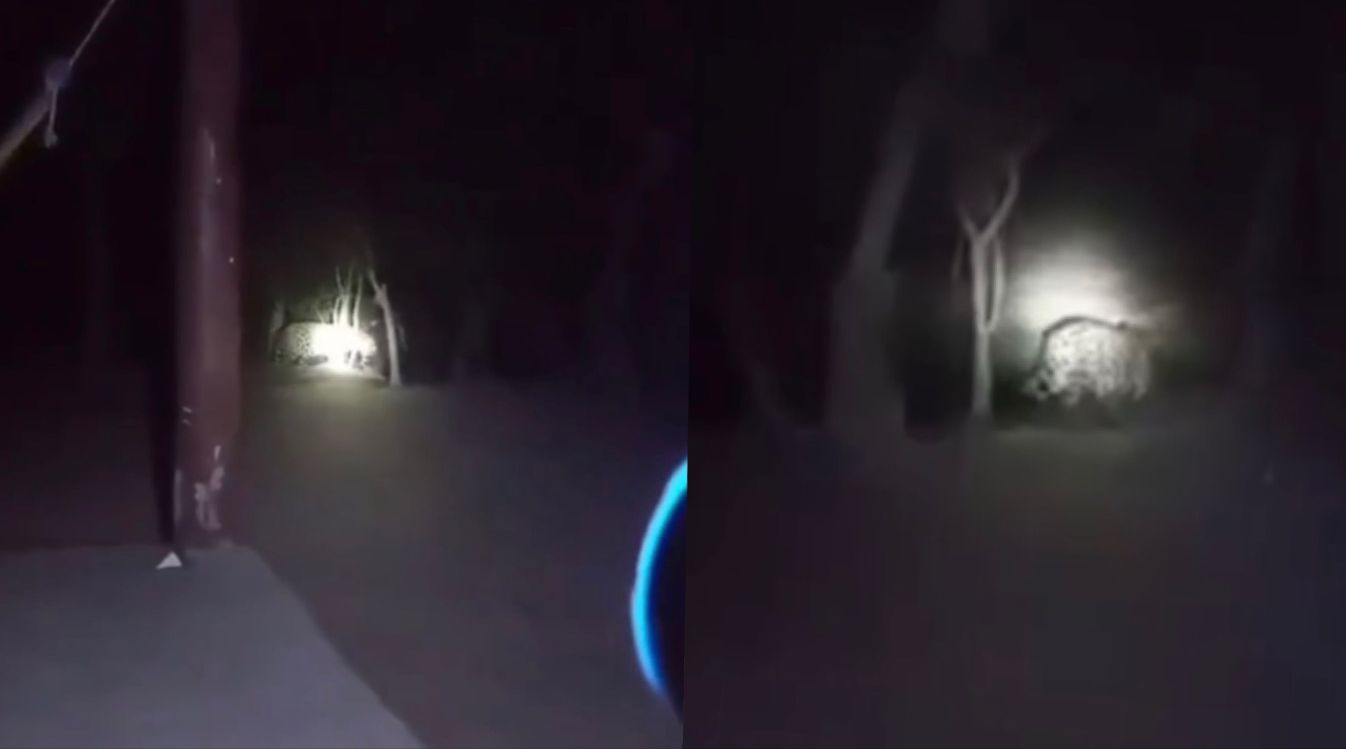 Onça-Pintada Passeia Perto de Redes no Manso