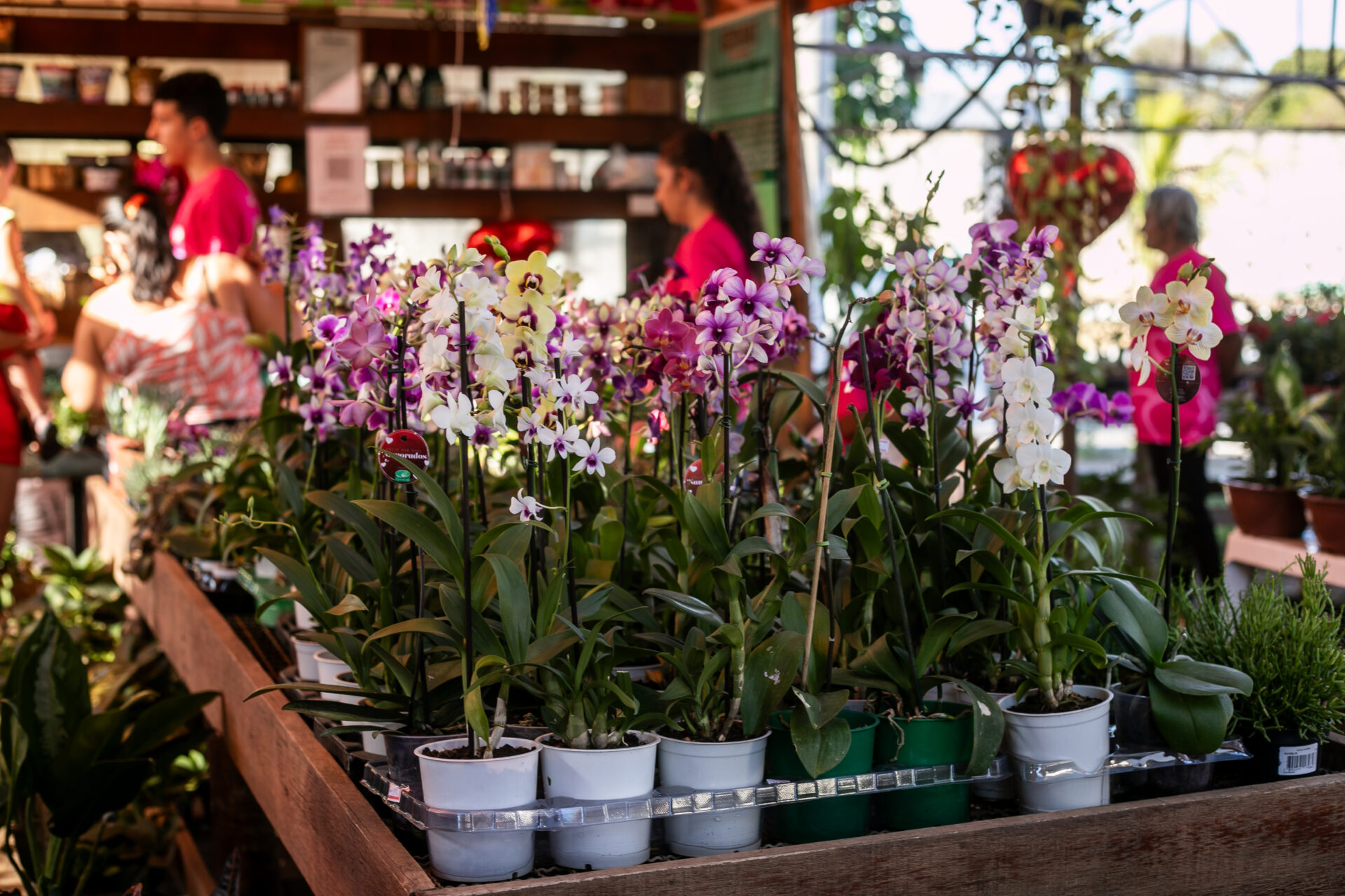 Descubra o paraíso das plantas na Feira de Orquídeas de Cuiabá