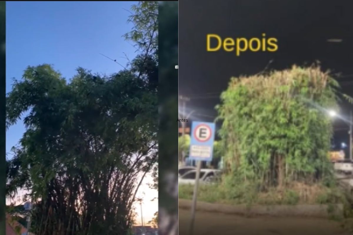 corte de bambuzal gera mobilização popular em Barra do Garças
