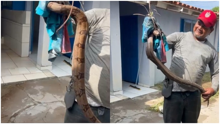 cobra é encontrada em terreno de delegacia