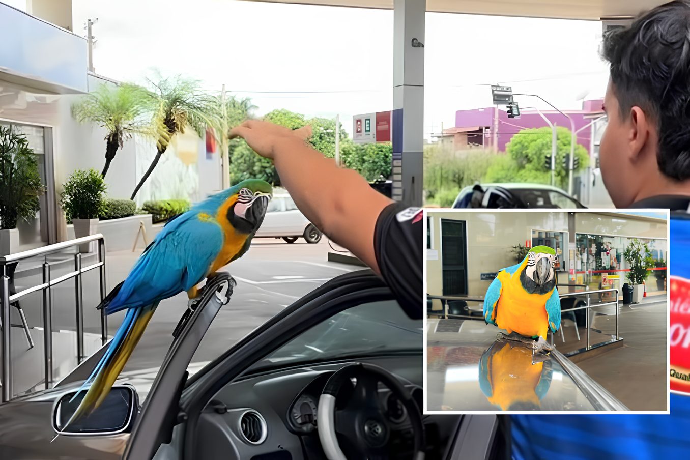 Arara “adota” carro de locutor e vira sensação nas redes; VEJA VÍDEO