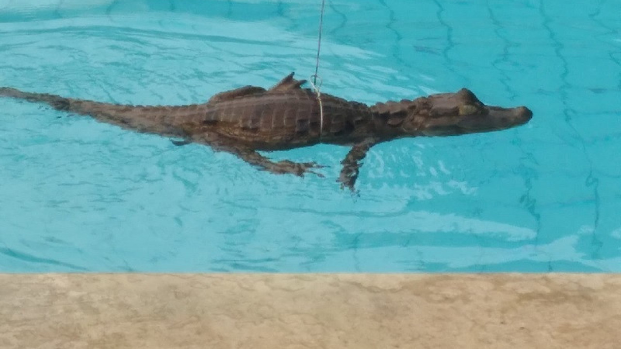 Jacaré aparece em piscina após chuvas em Florianópolis e viraliza; VEJA VÍDEO