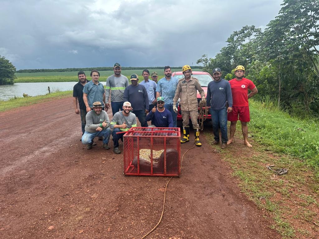 Sucuri gigante de 5 metros surpreende fazendeiros em Mato Grosso