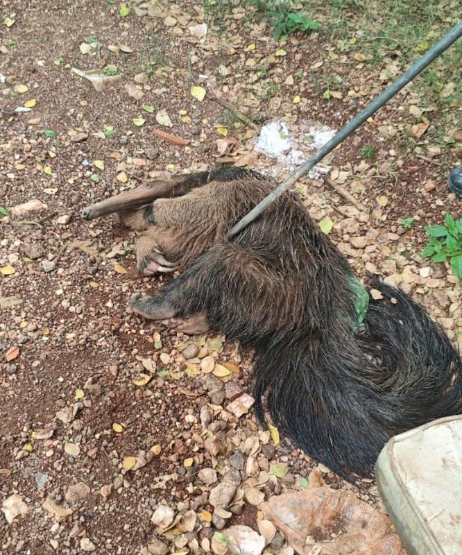 tamanduá-bandeira é salvo após dias preso em poço em Várzea Grande