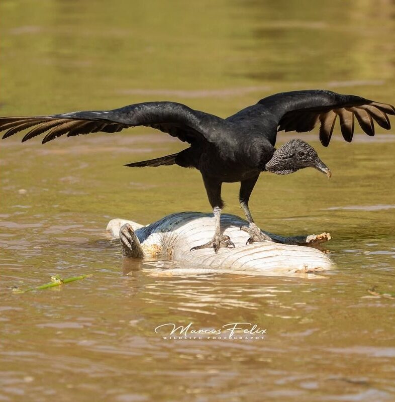 Urubu “Surfista” no Pantanal Viraliza nas Redes e Encanta Internautas