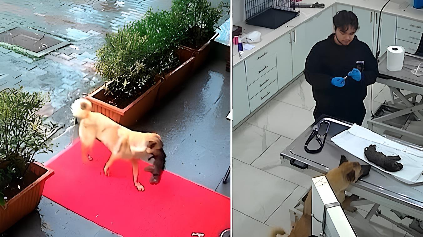 Cachorra “pede ajuda” e leva filhote com hipotermia para clínica veterinária