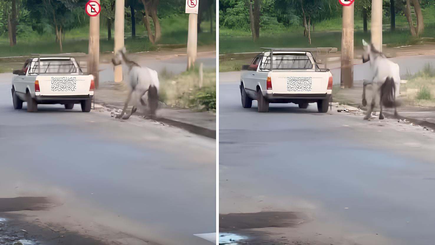 Homem arrasta cavalo com corda presa a caminhonete e revolta moradores