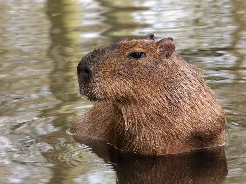Capivara em alta velocidade assusta família em praia de Itapoá; VEJA VÍDEO