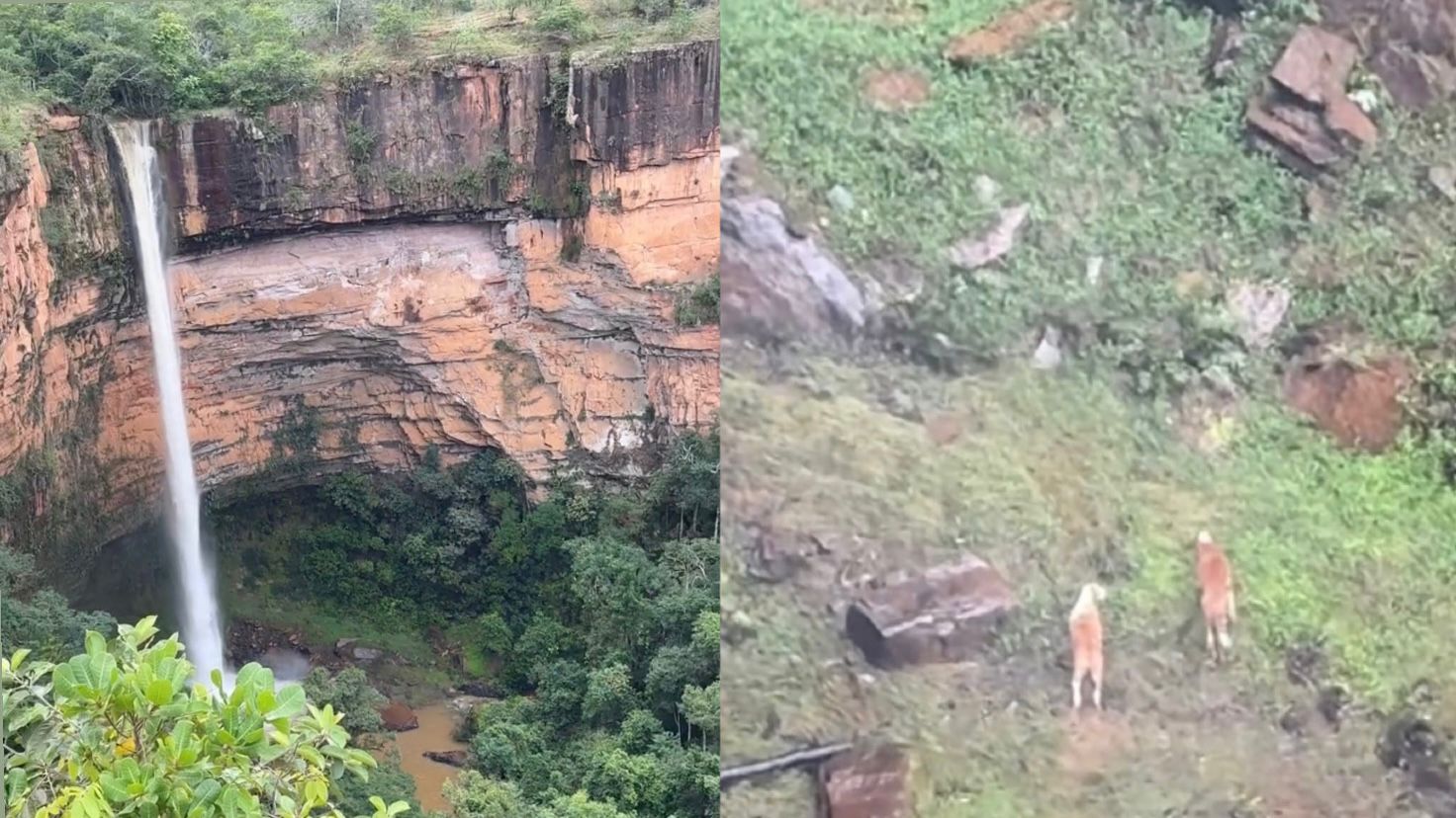 Cachorros caramelos aparecem na Cachoeira Véu da Noiva