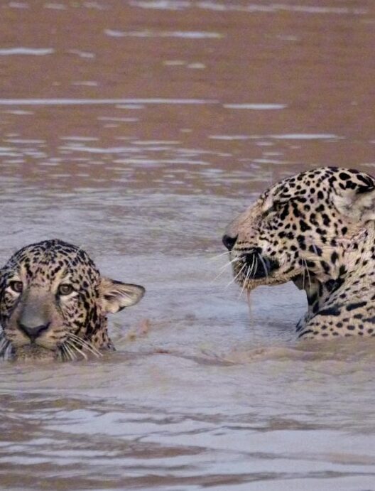 onças-pintadas encantam em momento de pura descontração