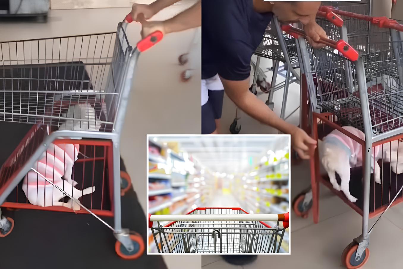 Supermercado inova e adapta carrinhos de compras para donos não deixarem pets do lado de fora