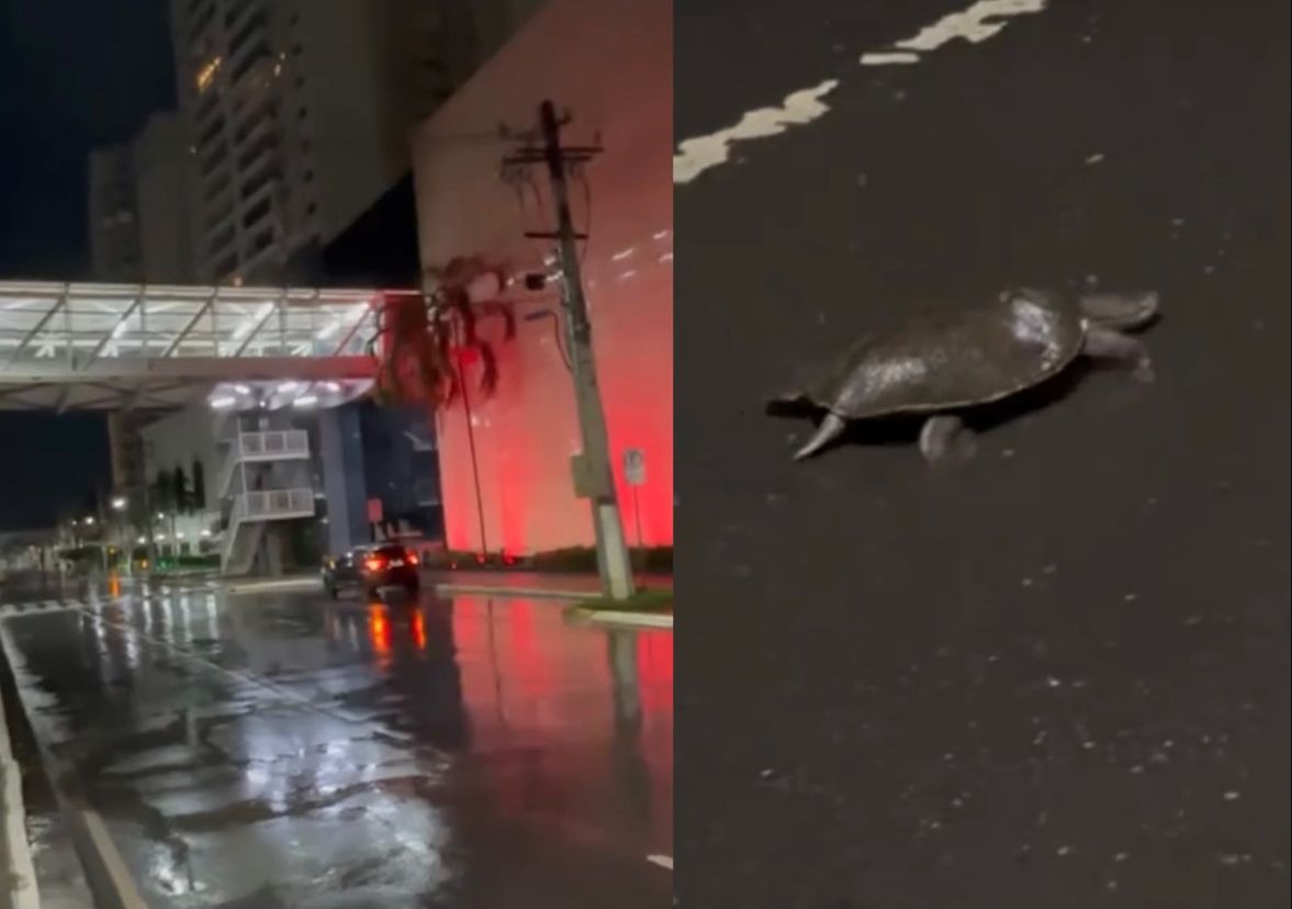 tartaruga aparece na rua à noite em Cuiabá e preocupa ambientalistas