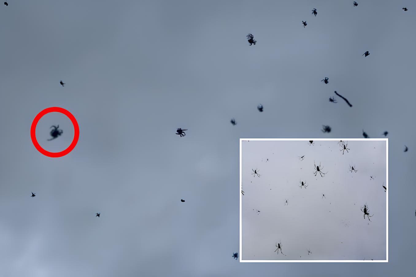 “Chuva de aranhas” surpreende e viraliza nas redes sociais