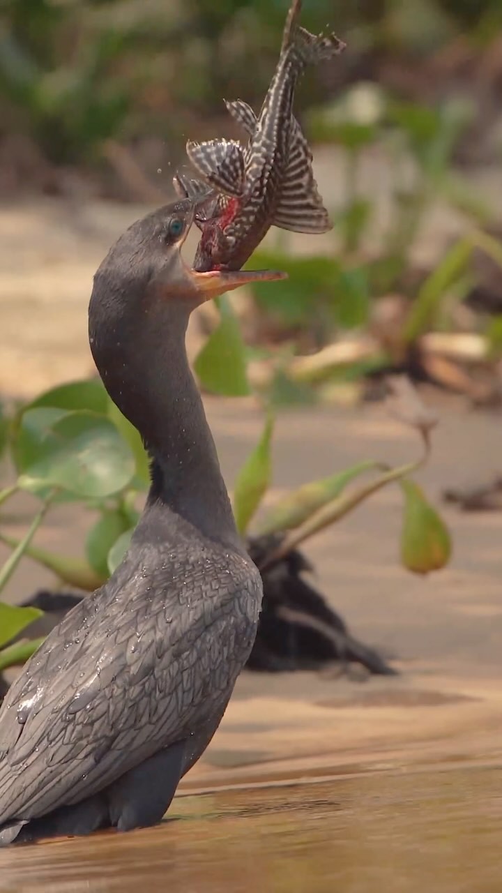 Fotógrafo captura momento épico do biguá no coração do Pantanal