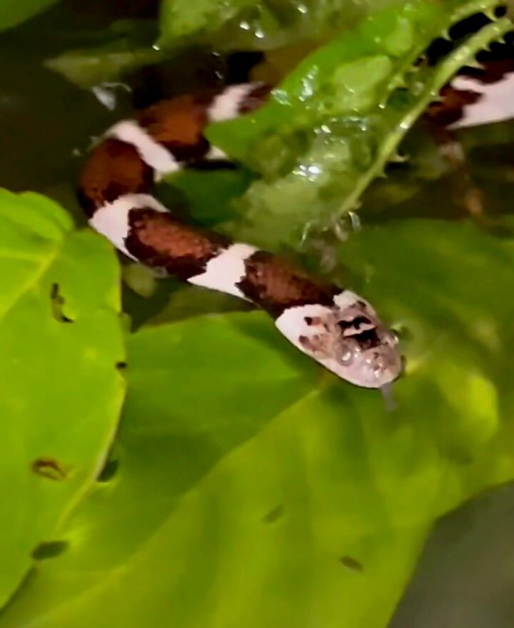 Serpente Misteriosa Aparece no Rio Teles Pires e Agita as Redes