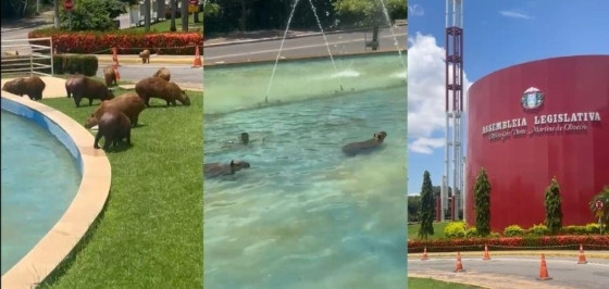 Capivaras Transformam Assembleia Legislativa em Piscina