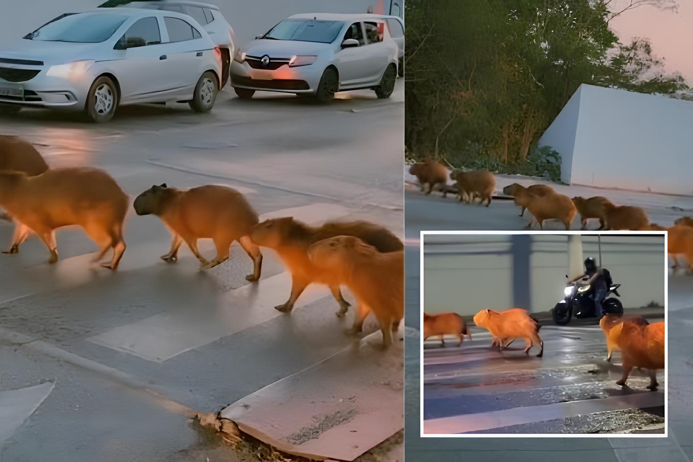 Capivaras atravessam faixa de pedestre em Cuiabá e chamam atenção