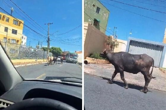 Manada de Búfalos Invade Ruas de Cuiabá