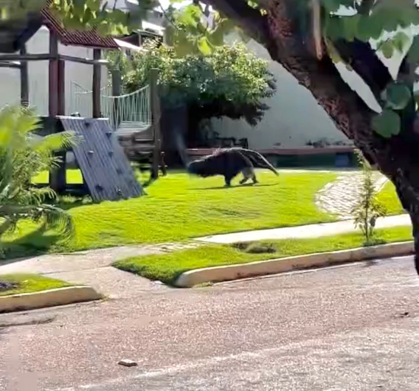 tamanduá é flagrado passeando em condomínio próximo à Chapada