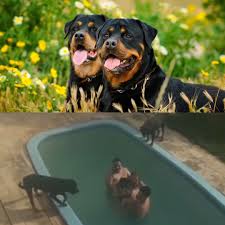 Família cercada por Rottweilers durante férias em casa alugada vive momentos de terror; VEJA VÍDEO