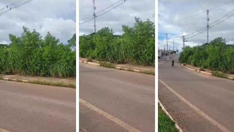 Matagal toma conta de calçadas em Várzea Grande e coloca pedestres em risco; VEJA VÍDEO