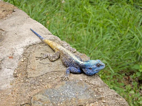 Lagarto africano é encontrado em contêiner nos portos de SC; VEJA VÍDEO