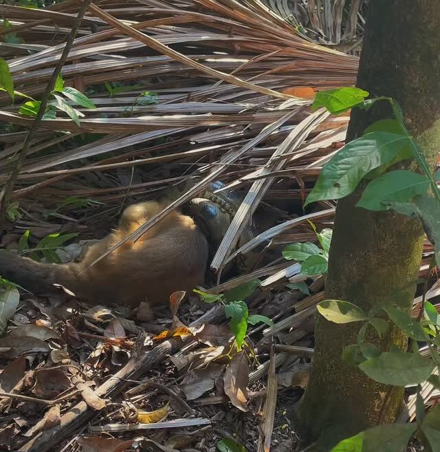 sucuri captura macaco-prego em Mato Grosso
