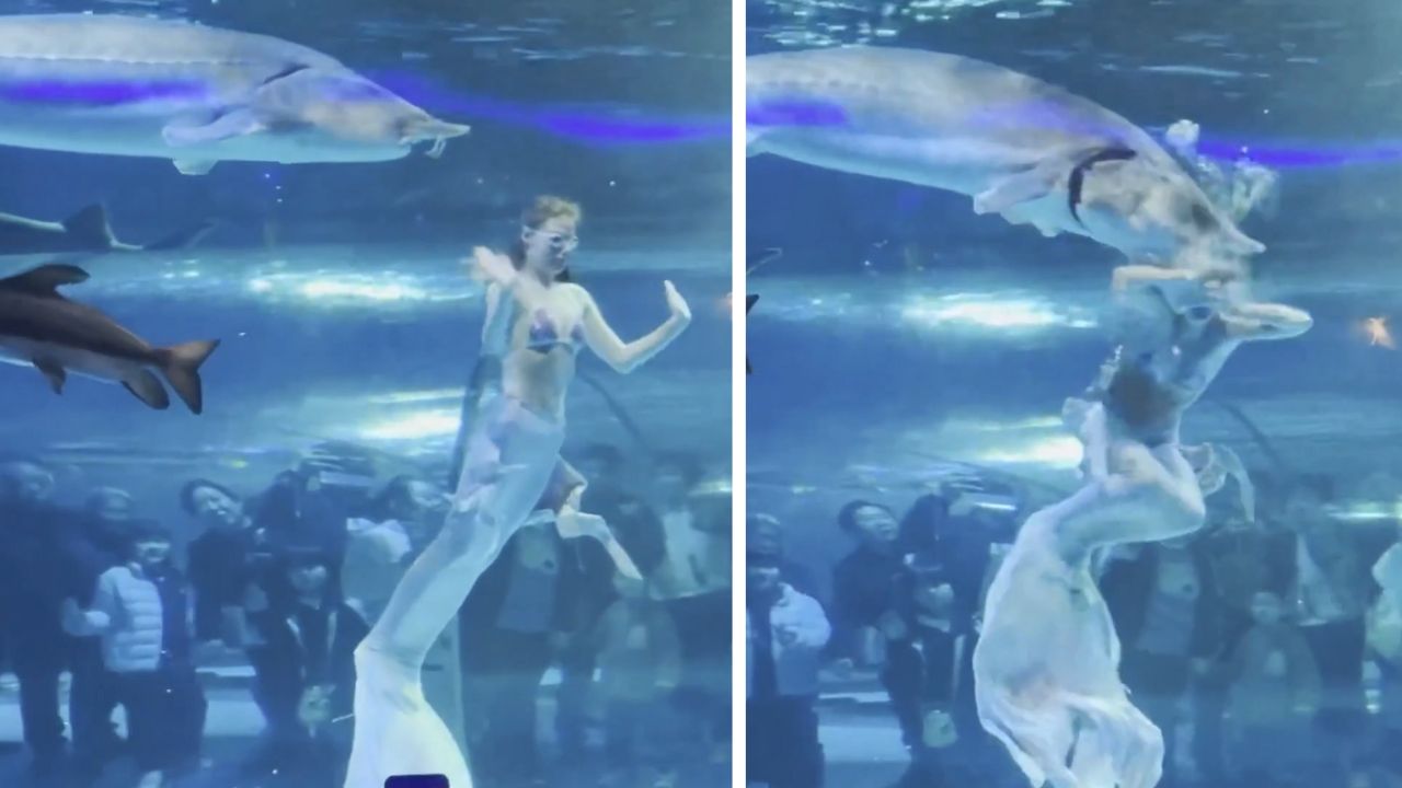 Peixe gigante ataca sereia durante apresentação em parque na China; VEJA VÍDEO