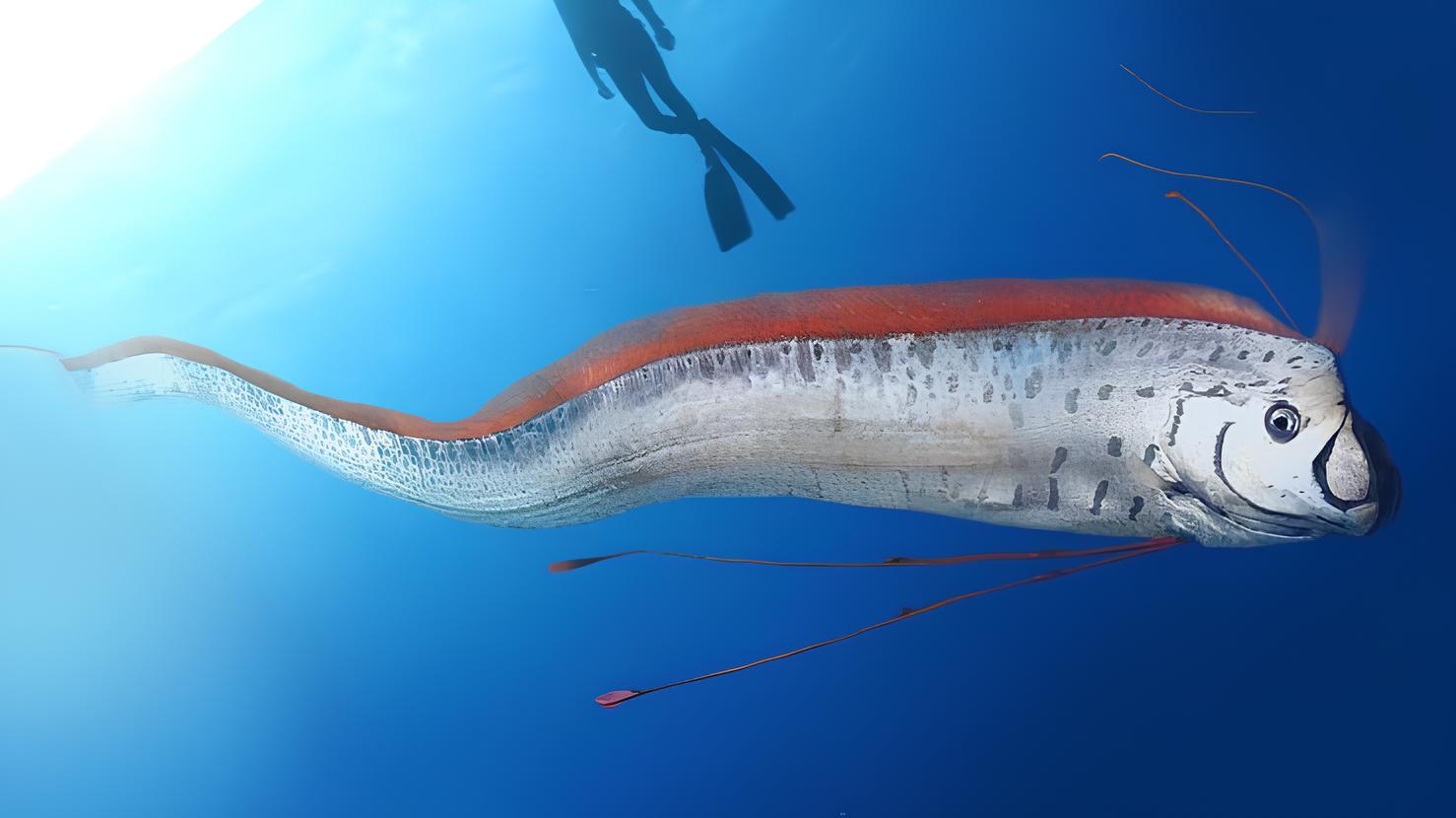 “Peixe do fim do mundo” é flagrado e assusta banhistas