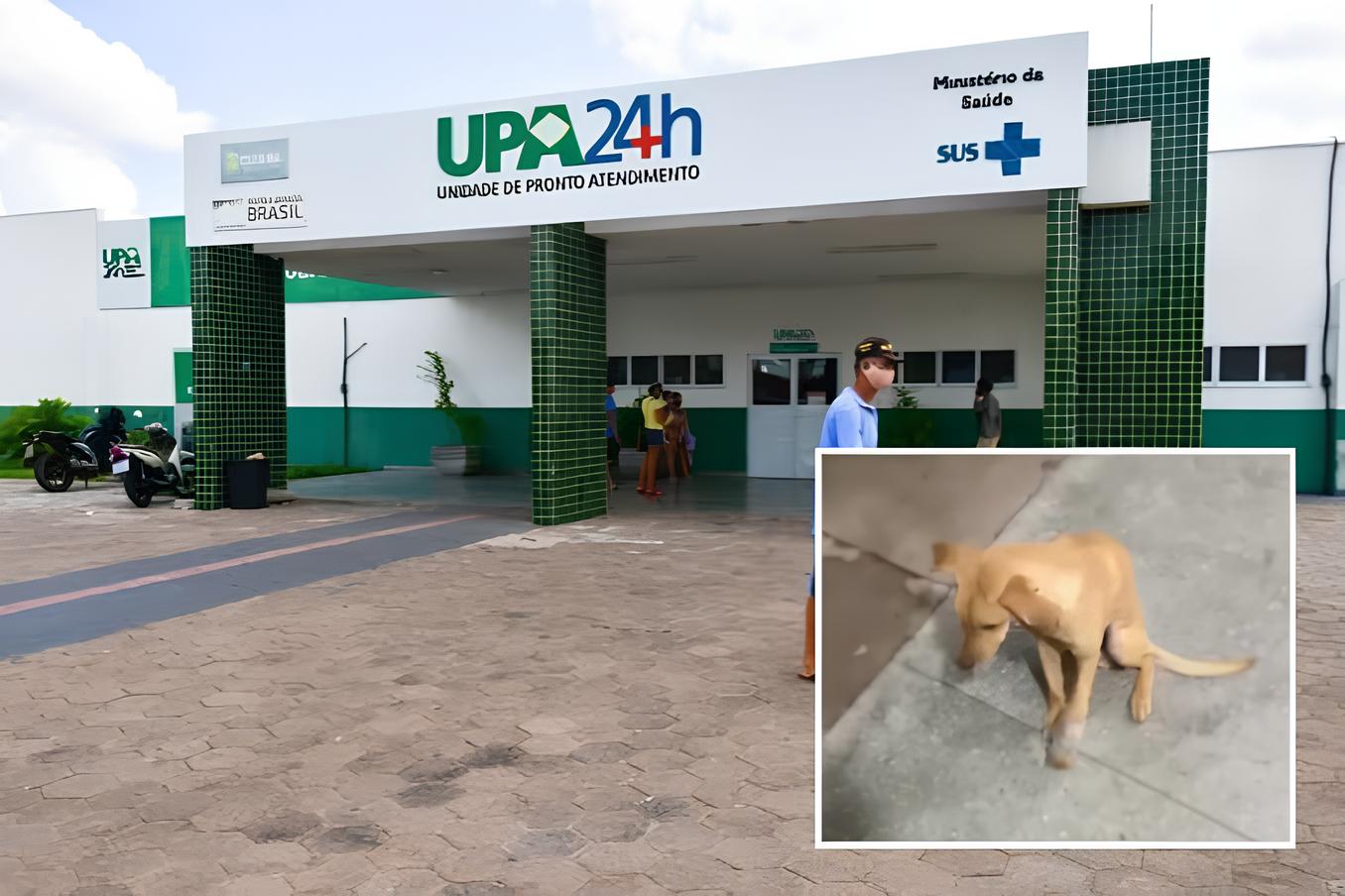 Cachorro caramelo ferido mobiliza solidariedade em frente à UPA Pascoal Ramos em Cuiabá; VEJA VÍDEO
