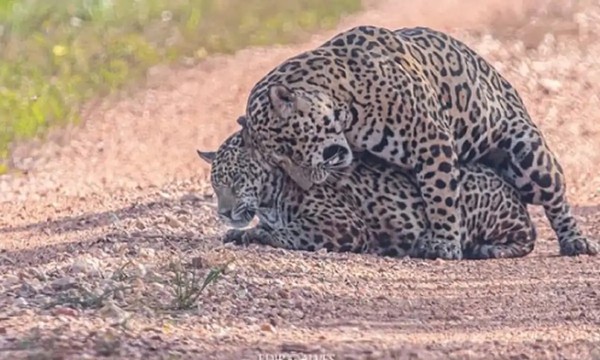 Casal de onças-pintadas é flagrado acasalando em fazenda no Pantanal e impressiona turistas; VEJA VÍDEO