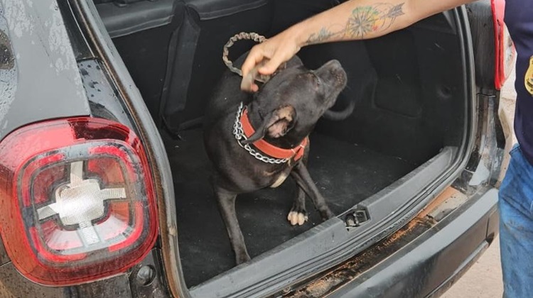 Homem mantém cachorro acorrentado e é preso em Várzea Grande