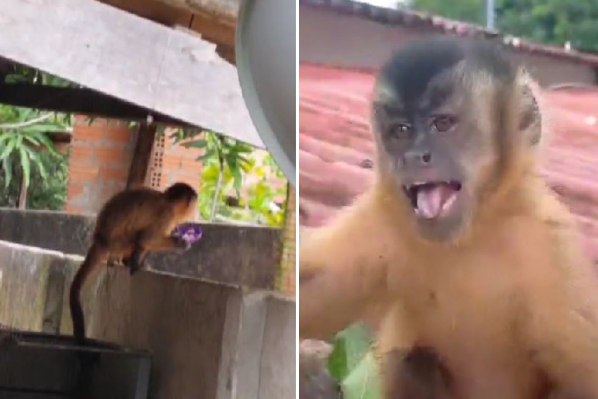 macaco-prego causa alvoroço em bairro de Canarana