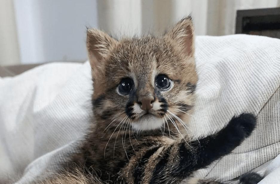 Raro filhote de gato-palheiro é salvo de ataque de gavião