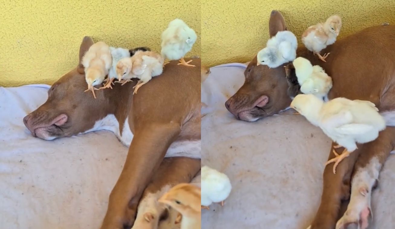 pitbull vira “mãe” de pintinhos em fazenda