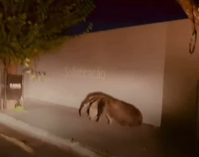 tamanduá-bandeira é flagrado no coração de Cuiabá