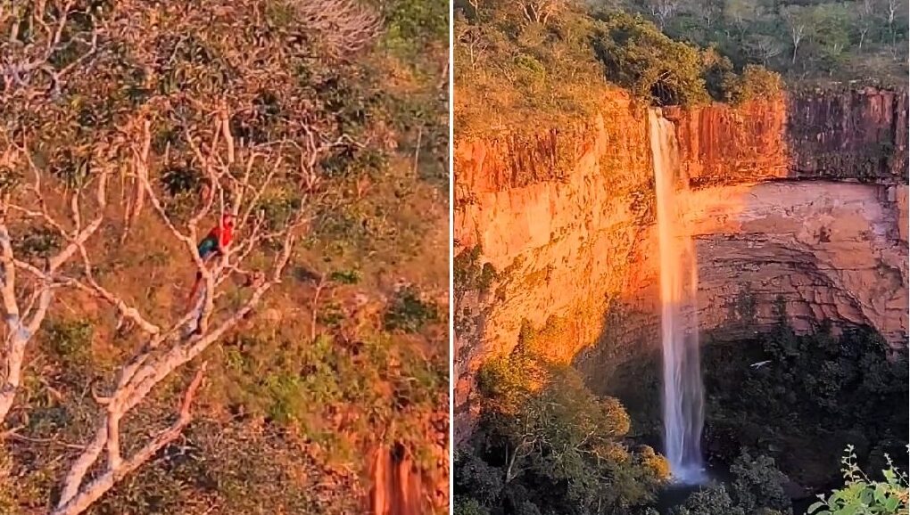 Arara Vermelha Sobrevoa Cachoeira e Emociona Visitantes
