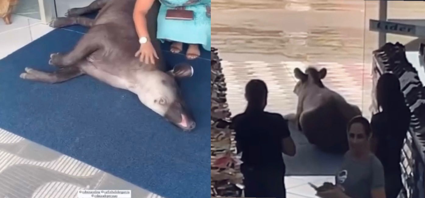 anta deita na entrada de loja e rouba a cena