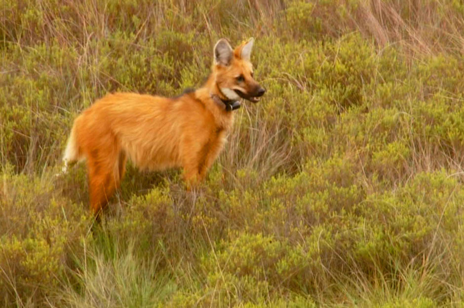 Registro de lobo-guará encanta turistas e moradores