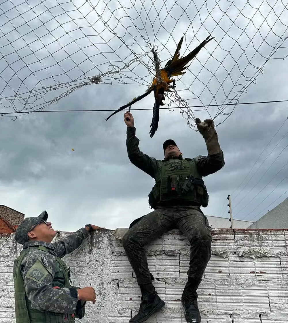 Arara-canindé fica presa e mobiliza resgate emocionante