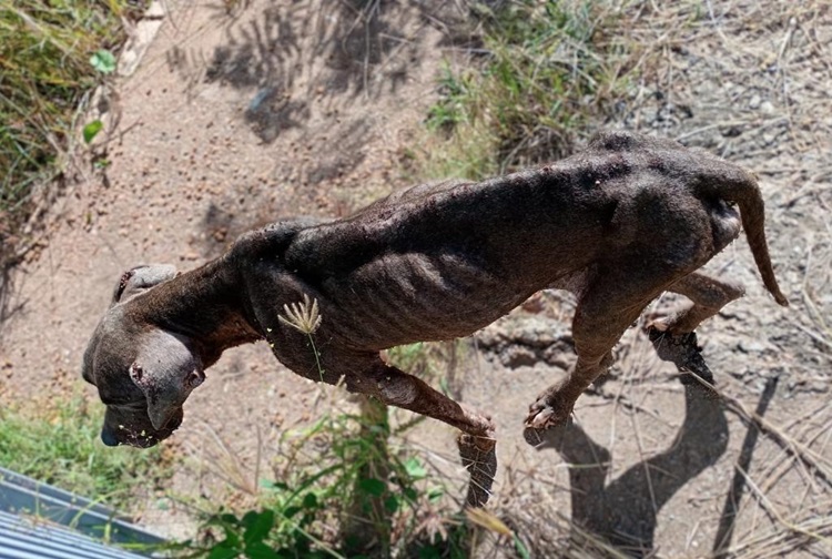 Cães resgatados em situação de horror em Cuiabá