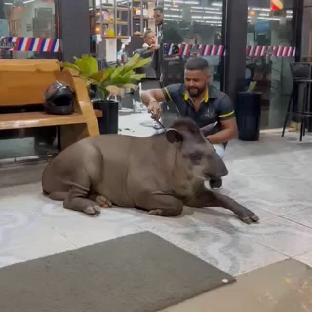 Chico vira sensação em Colniza com corte moicano à la Neymar