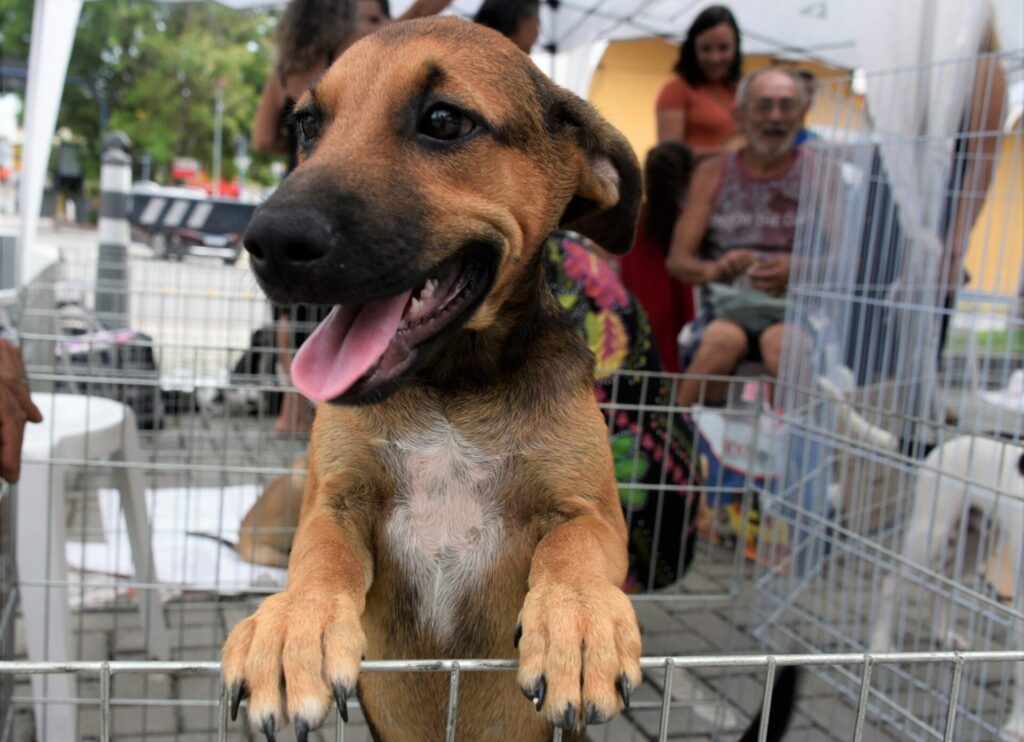 Feira de adoção em Cuiabá garante novos lares para pets resgatados