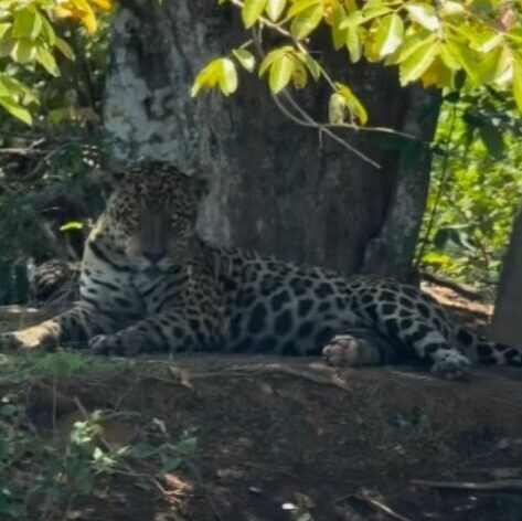 Leonardo encara onça-pintada no Pantanal