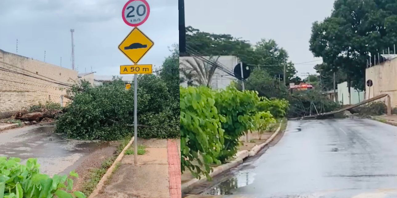 Temporal derruba árvore e bloqueia rua no bairro Bela Marina em Cuiabá; veja vídeo