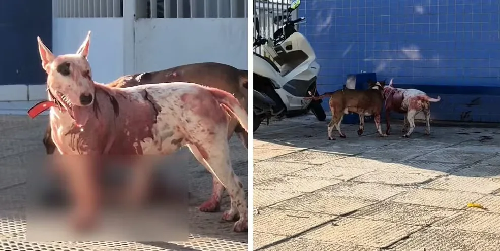 Professor é preso após deixar cães matarem gato em Juína; veja vídeo