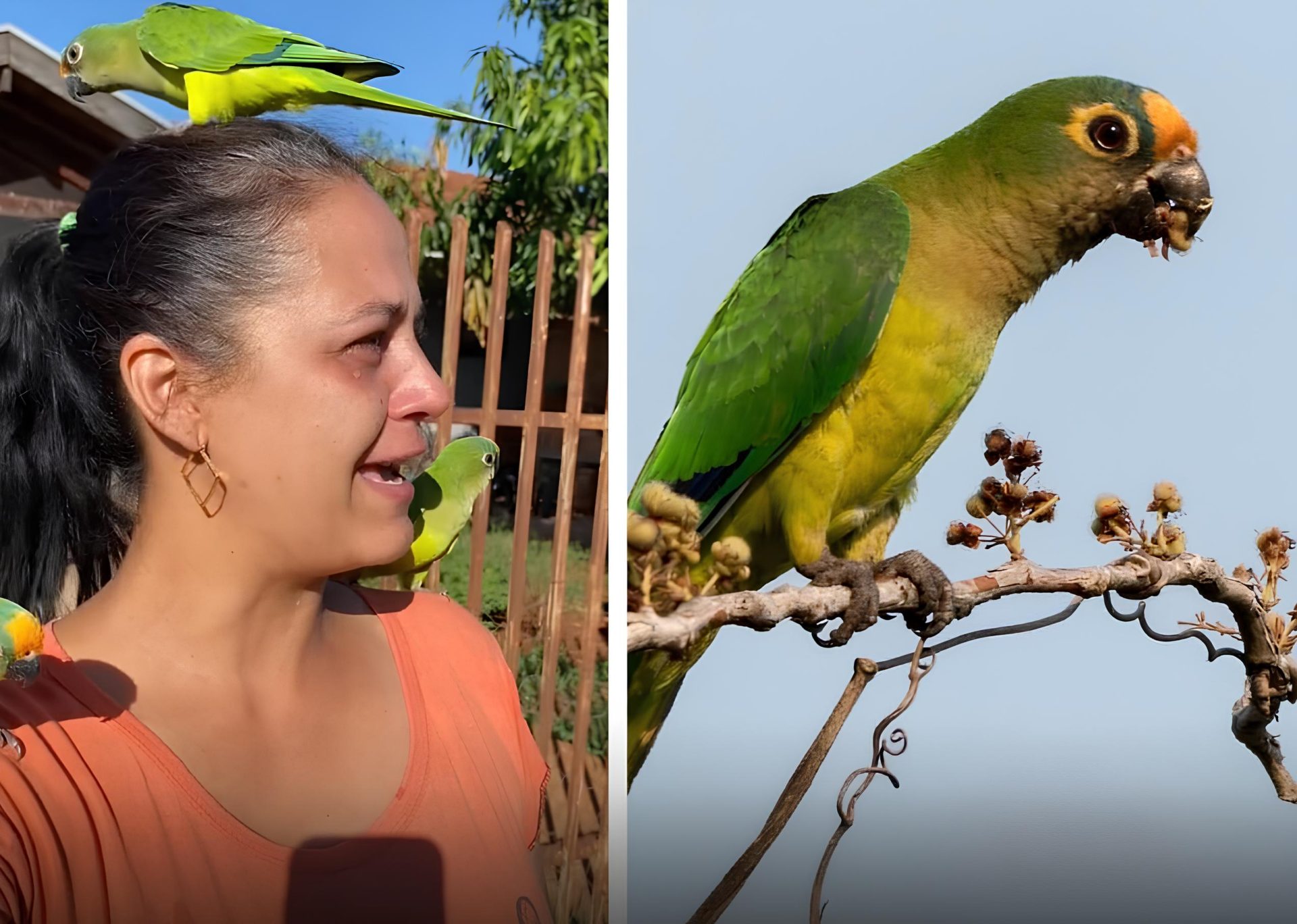 Mulher emociona internet ao soltar seus periquitos de estimação para viverem livres na natureza; veja vídeo