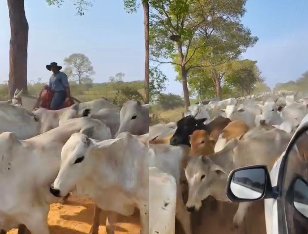 Peões cruzam o Pantanal e vídeo viral encanta os mato-grossenses