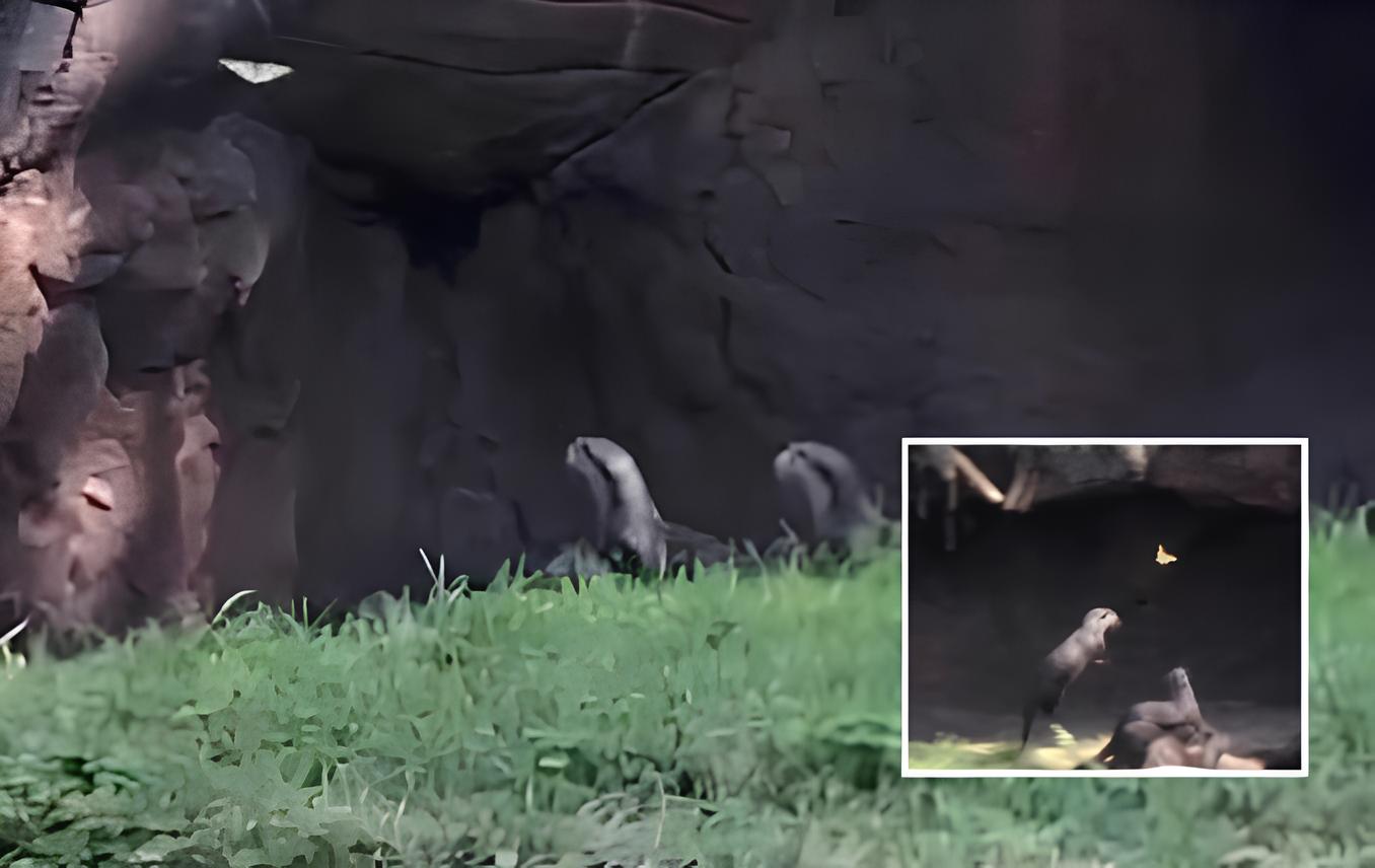 Grupo de lontras são flagradas perseguindo borboleta e cena encanta a web